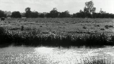 Black and white. River in foreground with sunshine on top of it. Rushes behind and then a field with trees on the horizon.