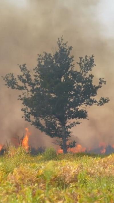 Tree on fire