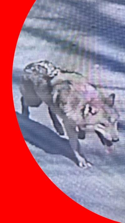 A cctv-style picture of a white wolf walking