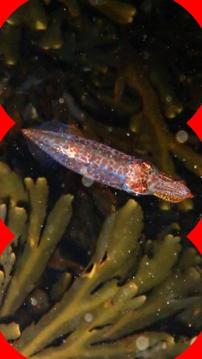 A squid with a blue hue and orange coloured spots swims over seaweed.