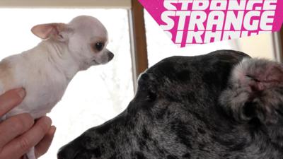 A chihuahua and a great dane head to head