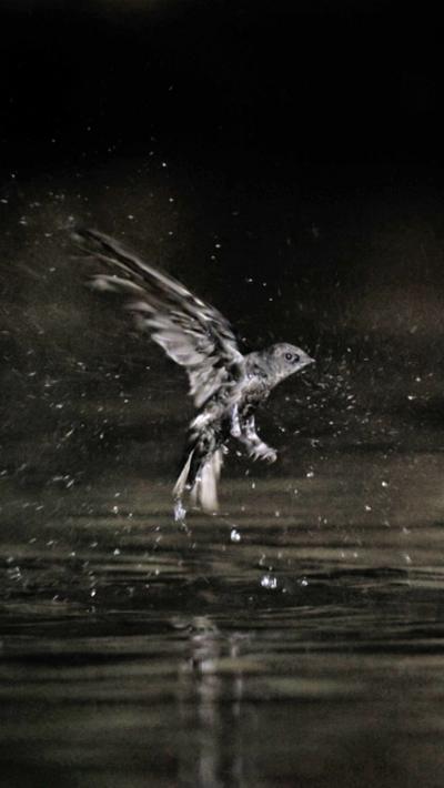 Swifts battle for survival in a vast cave in Thailand where hidden dangers lurk below.