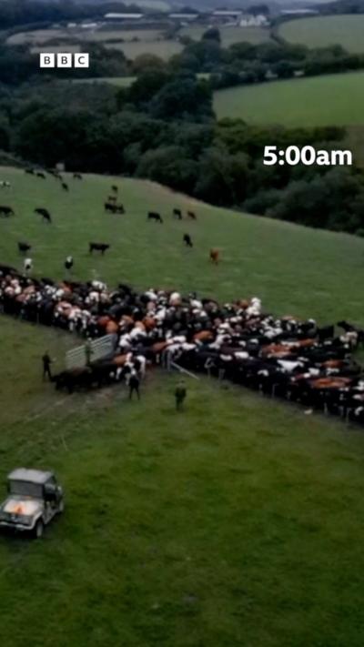 Devon and Cornwall dairy farmers work 100-hour weeks