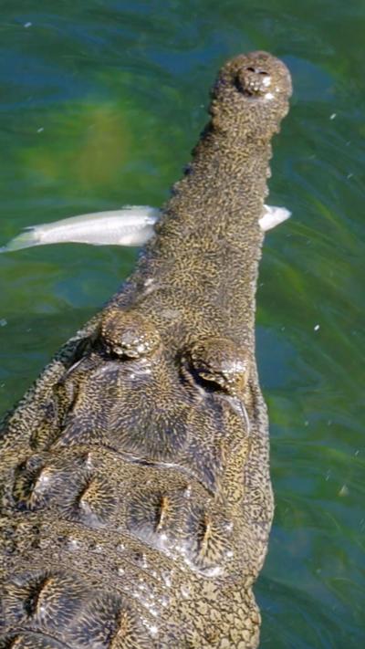 World crocodile day!