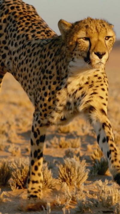 Steve's top fastest animals EVER