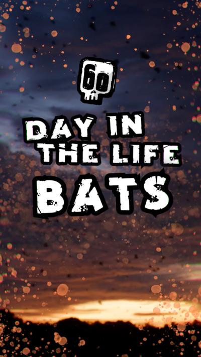 Day in the life - BATS!