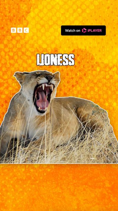 Click to pause - which Deadly animal are you?