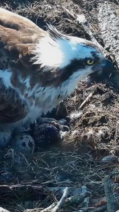 An osprey sitting in a nest over four speckled eggs