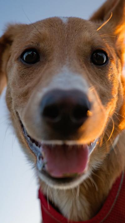 Brown dog looks at camera with tongue hanging out
