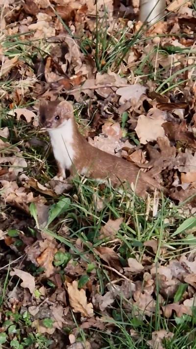 A weasel in the grass, in among fallen leaves. From Richard Collins