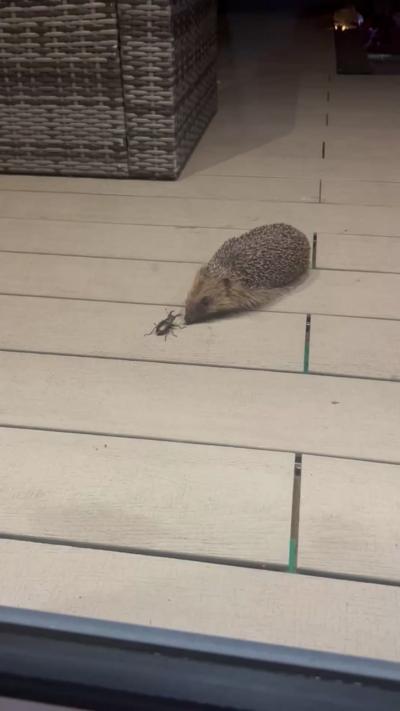 A hedgehog faces off with a stag beetle. From Tracy Bright