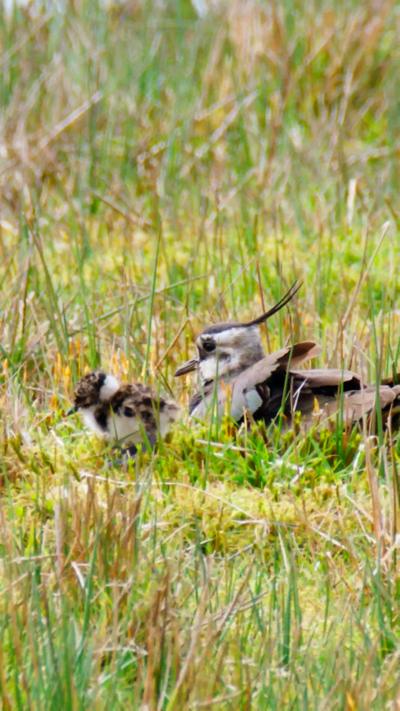 An adult lapwing with its chick, in the grass. From Jack D Gama