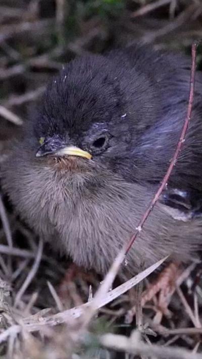 A young dartford warbler fledgling. From Adam Spruce