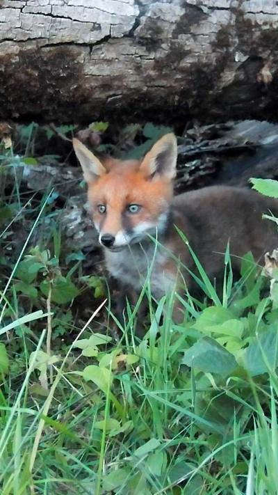 A young fox cub stands in the grass near to its den
