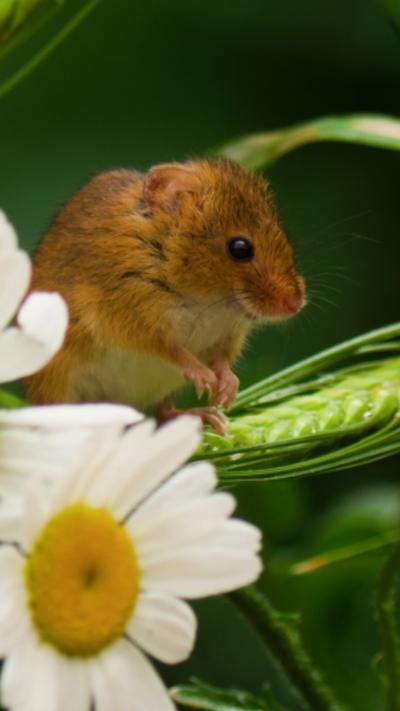 A harvest mouse sits on some grass, with flowers in the foreground