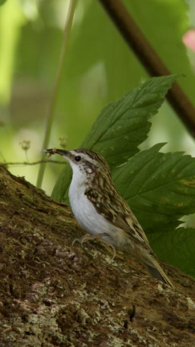A treecreeper perches on the bark of a tree, with prey items in its beak