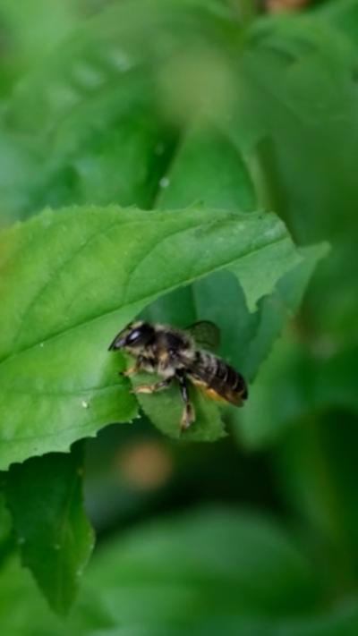 A leafcutter bee cuts a small piece out of a leaf. From James Woolmore