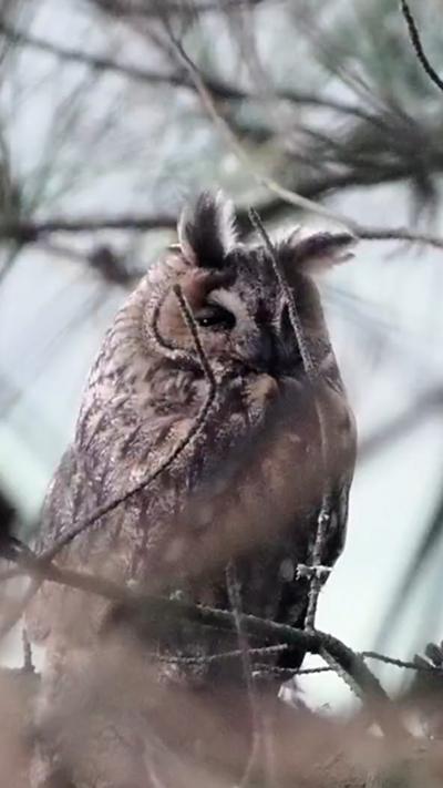 A long-eared owl perches in the branches of a tree. From Ben LeProvost
