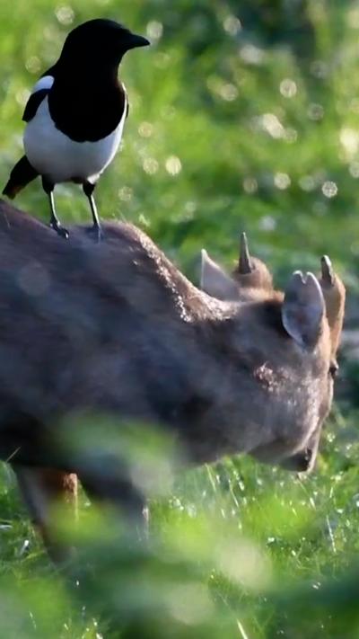 A magpie stands on the back of a muntjac deer. From Anthony Bean