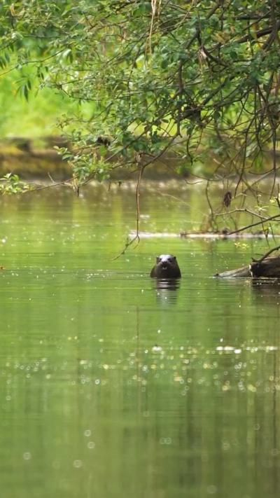 An otter stands in a river, with the branches of a tree hanging over it. From Liam O'Mara