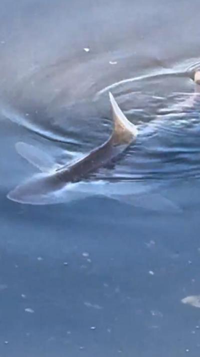 A shark is visible under the water, as its fin breaks the surface. From Thomas Davidson