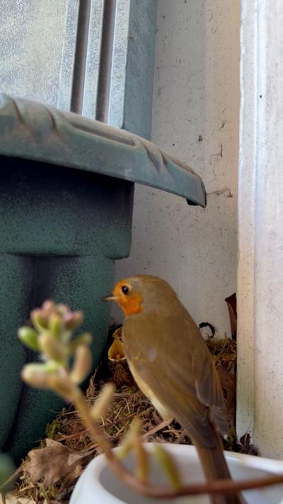 A robin stands in front of its nest with a chick in the background. From Lanna Meggy