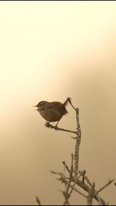 A wren sings while perching on a branch. From Jamie Summers