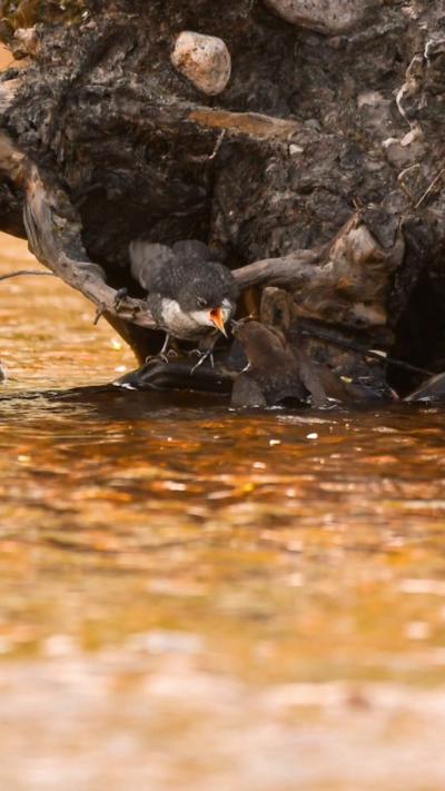 A dipper chick being fed by its parent next to a river. From Logan Walker