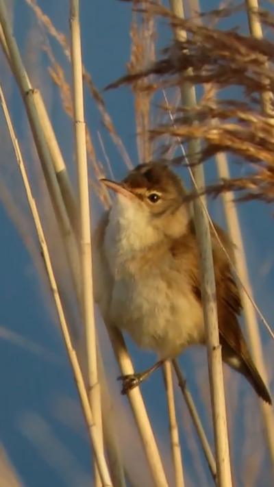 A whitethroat perches on a reed while it sings. From Liza Rogers