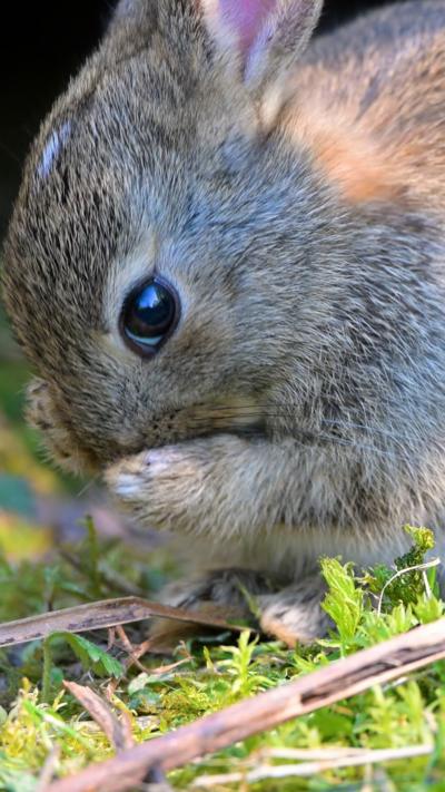 A wild rabbit looks at the camera while cleaning its face with its paws. From Logan Walker