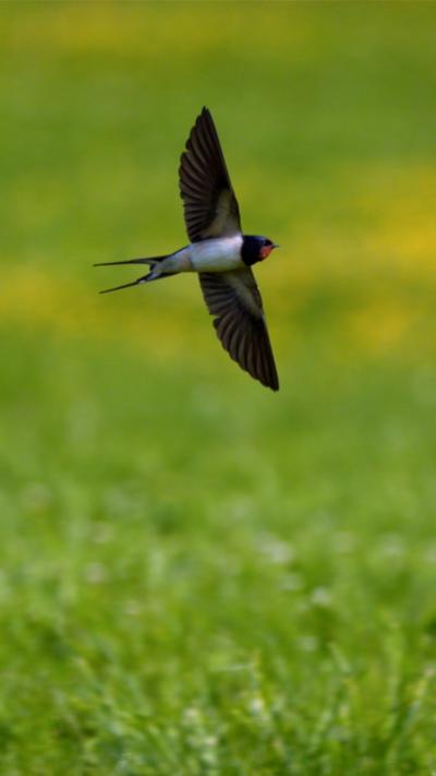 A barn swallow in flight with a green field behind it