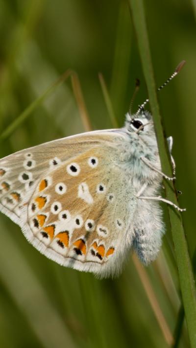 A common blue butterfly at rest