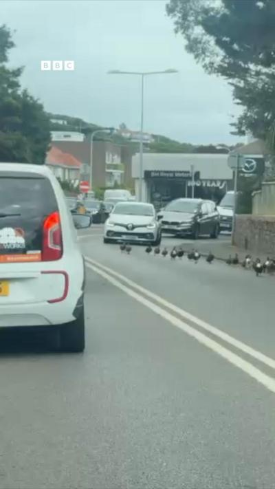 A group of ducks walk down a road in Jersey, stopping traffic