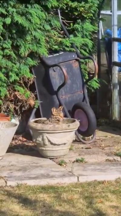 Cat in plant pot