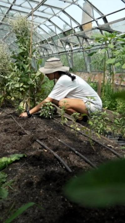 Person wearing a hat tends plants in a greenhouse garden with rows of young plants and drip irrigation.