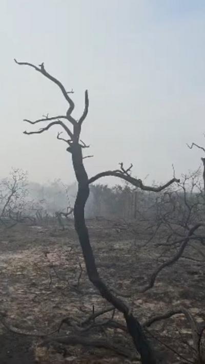A scorched tree