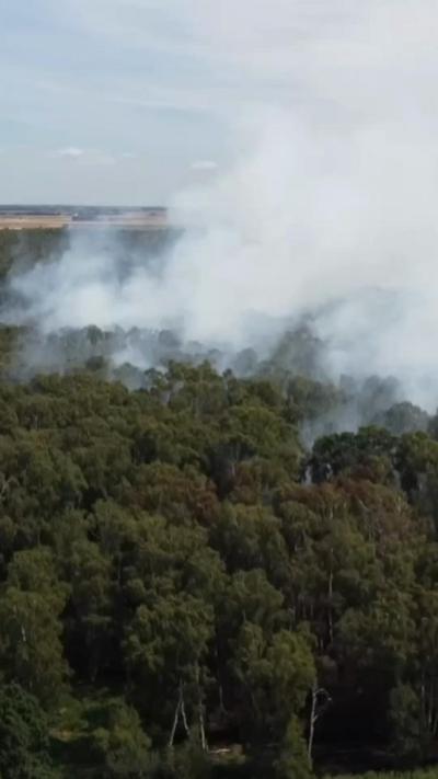 Smoke above a woodland of green trees