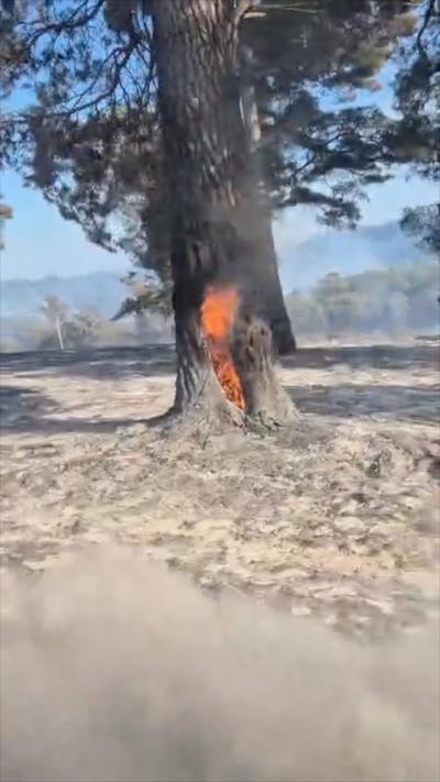 A fire burning from within a tree.