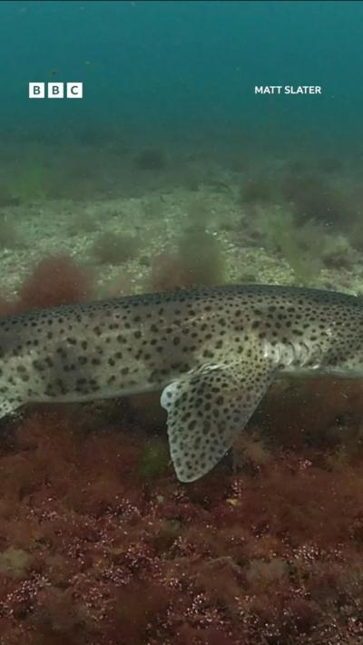 A small spotted shark near the sea floor