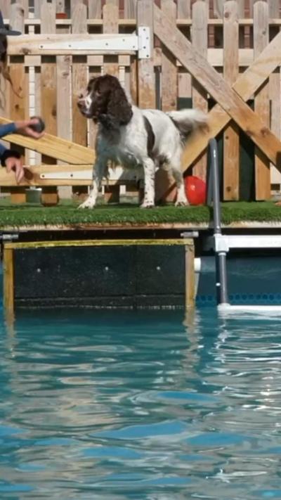 A picture of a dog on a platform. He is brown and white in colour