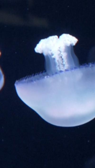 Image of a white jellyfish swimming around