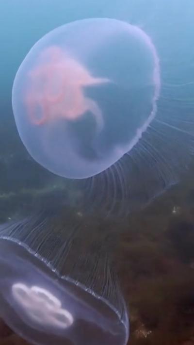 Two jellyfish swimming in the sea, they are translucent with a purple hue.