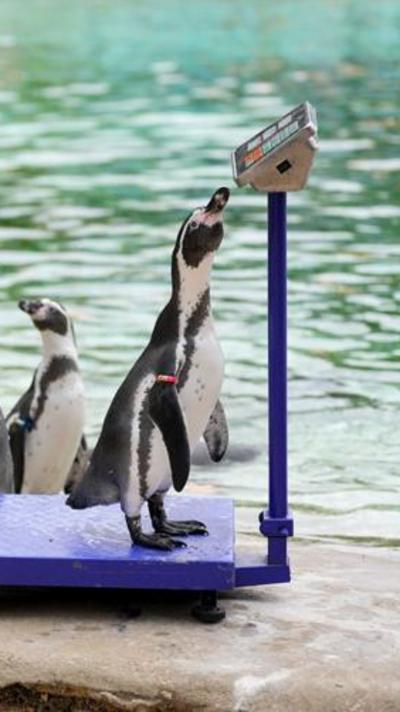Penguin on a weighing scale