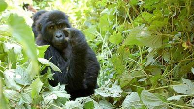 Gorilla (Portsmouth University)