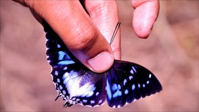 Butterfly