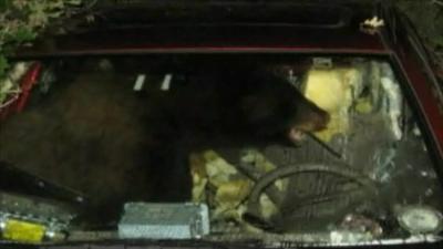 A bear in Ben's car