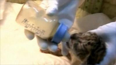 liger cub being bottle fed