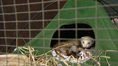 Ferrets in hotel
