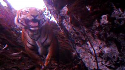 Tiger in Himalayas