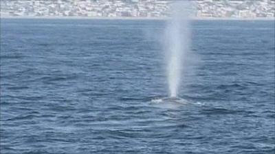Blue whale in Los Angeles